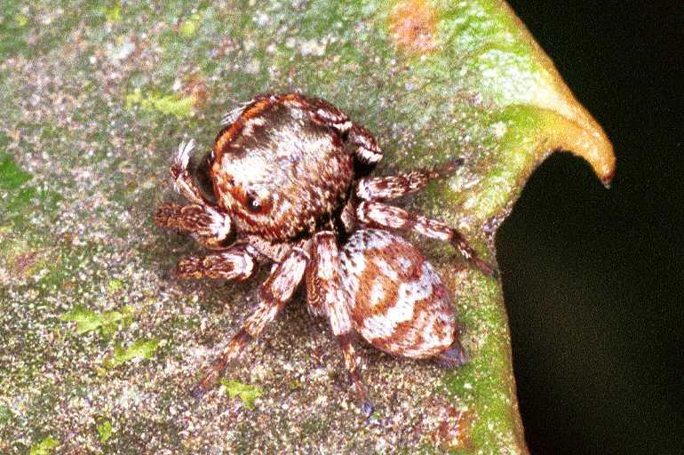 Euryattus_bleekeri_F0742_Z_78_Palmerstone park_Australie.jpg